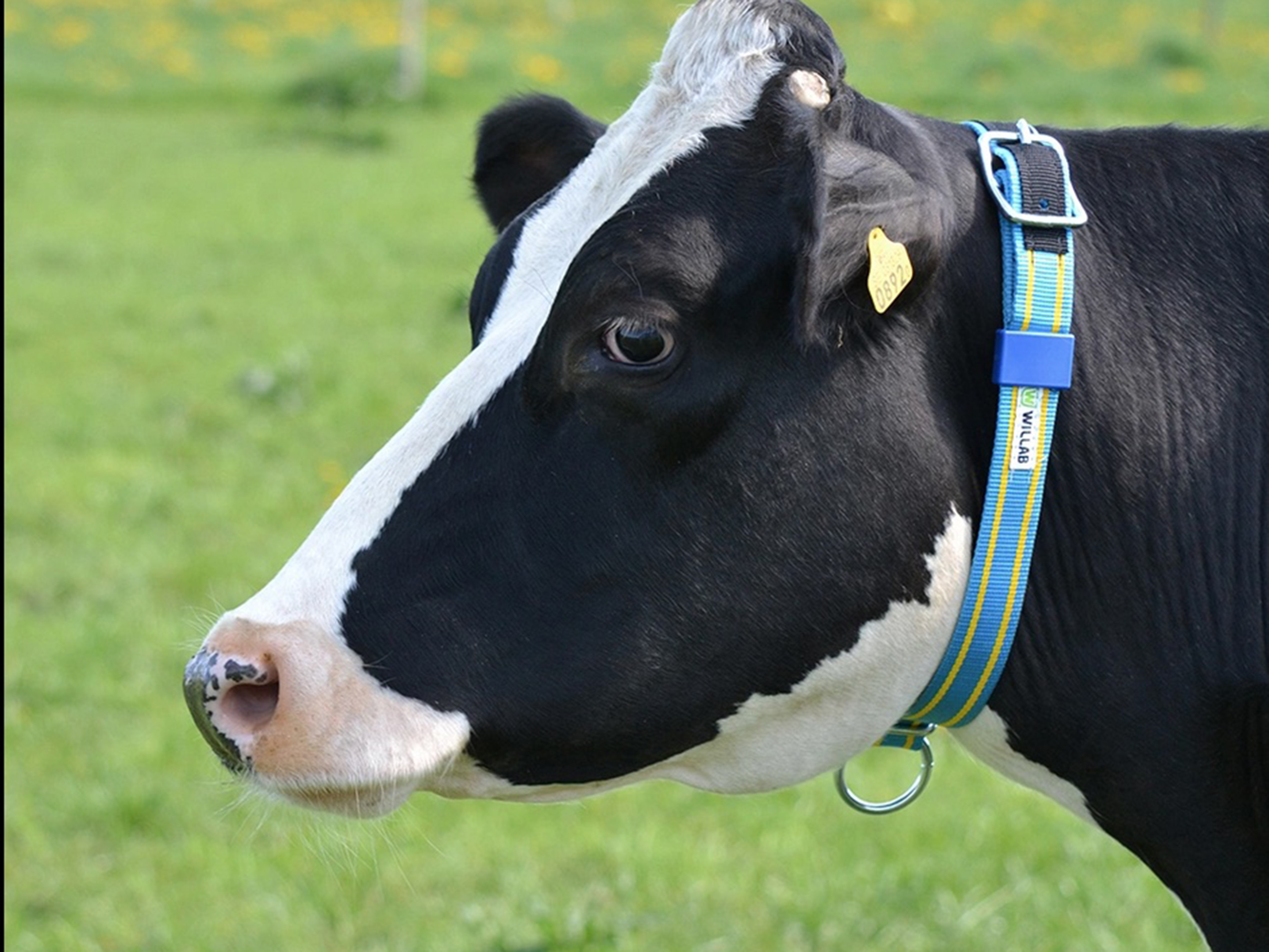 Bättre koll på betesdjuren med GPS-halsband